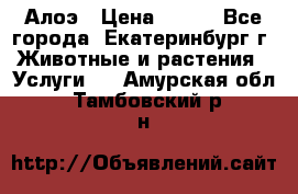 Алоэ › Цена ­ 150 - Все города, Екатеринбург г. Животные и растения » Услуги   . Амурская обл.,Тамбовский р-н